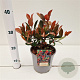 Photinia fraseri 'Little Red Robin' 20-30 cm 2,5L