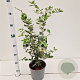 Quercus ilex 40-60 cm 3,0L