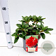 Rhododendron (F) 'Bengal' 25-30 cm 3,0L