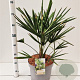 Trachycarpus fortunei 40-50 cm 10L