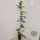 Wisteria sinensis 100-125 cm rozenpot 2L