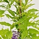 Wisteria sinensis 'Prolific' 175-200 cm 25L