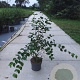 Cornus mas 100-125 cm 10L