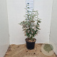 Elaeagnus ebbingei 60-80 cm 7,5L