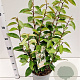Elaeagnus ebbingei 60-80 cm 7,5L