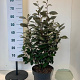Elaeagnus ebb. 'Compacta' 50-60 cm 7,5L