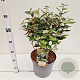 Elaeagnus ebb. 'Compacta' 50-60 cm 7,5L