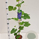 Vitis 'Boskoop Glory' 70-80 cm 2,5L