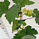 Vitis 'Vroege van der Laan' 70-80 cm 2,5L