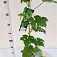 Vitis 'Vroege van der Laan' 70-80 cm 2,5L