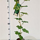 Vitis 'Vroege van der Laan' 70-80 cm 2,5L