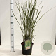 Calamagrostis acut. 'Overdam' 50-60 cm 4,0L