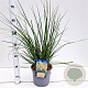 Cortaderia s. 'Sunningd. Silver' 40-60 cm 4,0L