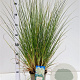 Cortaderia s. 'Sunningd. Silver' 40-60 cm 4,0L