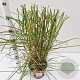 Miscanthus sin. 'Ferner Osten' 40-60 cm 4,0L