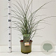 Miscanthus sin. 'Gracillimus' 60-80 cm 4,0L
