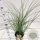 Miscanthus sin. 'Gracillimus' 60-80 cm 4,0L