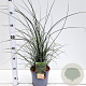Miscanthus sin. 'Gracillimus' 60-80 cm 4,0L