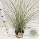 Miscanthus sin. 'Morning Light' 40-60 cm 4,0L