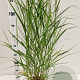 Panicum virgatum 'Squaw' 60-80 cm 4,0L