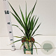 Yucca filamentosa 30-40 cm 2,5L