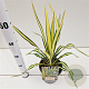 Yucca filamentosa 'Color Guard' 25-30 cm 2,5L