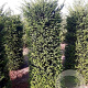 Taxus baccata 35 cm 12L bol