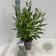 Caryopteris cland. Grand Bleu 30-40 cm 2,0L