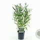 Caryopteris cland. 'Kew Blue' 30-40 cm 2,0L