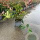 Photinia fraseri 'Red Robin' 40-60 cm 3,0L