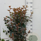 Physocarpus opulif. 'Diabolo' 80-100 cm 10L
