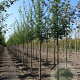 Acer campestre 10-12 HO draadkluit