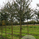 Acer campestre 'Elsrijk' 12-14 HO draadkluit