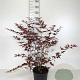 Acer pal. 'Atropurpureum' 80-100 cm 10L