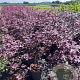 Acer pal. 'Atropurpureum' 80-100 cm 10L