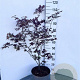 Acer pal. 'Atropurpureum' 80-100 cm 10L