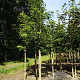Acer pseudoplatanus 12-14 HO draadkluit