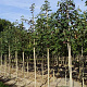 Acer pseudoplatanus 12-14 HO draadkluit