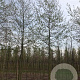 Alnus spaethii 18-20 HO draadkluit