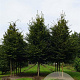 Carpinus betulus 20-25 HO draadkluit