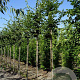 Carpinus bet. 'Lucas' 12-14 HO draadkluit