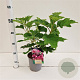 Hydrangea querc. 'Ruby Slippers' 30-40 cm 2,5L