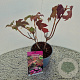 Hydrangea querc. 'Ruby Slippers' 30-40 cm 2,5L