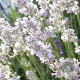 Lavandula int. 'Edelweiss' GM P9