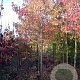 Liquidambar s. 'Worplesdon' 16-18 HO draadkluit
