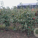 Malus 'Red Sentinel' 175-200 cm draadkluit meerstammig