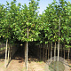 Platanus hispanica 12-14 HO draadkluit
