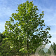 Platanus hispanica 18-20 HO draadkluit