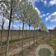 Pyrus calleryana 'Chanticleer' 16-18 HO draadkluit