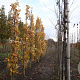 Quercus warei Regal Prince 12-14 HO draadkluit geveerd